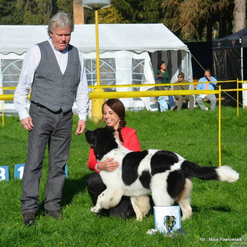 Фото: ньюфаундленд Черная Мафия Зебра Тиме (Chernaya Mafia Zebra Time)