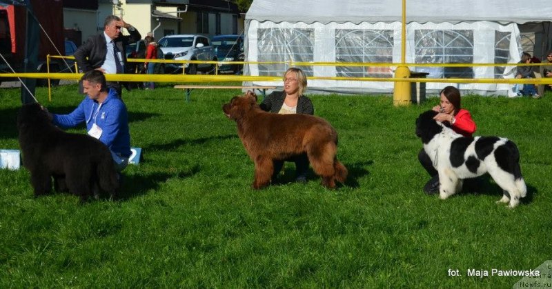 Фото: ньюфаундленд Черная Мафия Зебра Тиме (Chernaya Mafia Zebra Time)