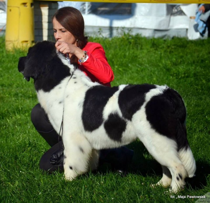 Фото: ньюфаундленд Черная Мафия Зебра Тиме (Chernaya Mafia Zebra Time)