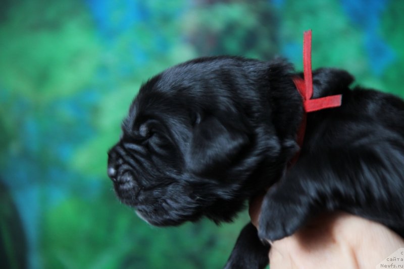 Фото: ньюфаундленд Vivienne Westwood Dinastiya Soverchenstva