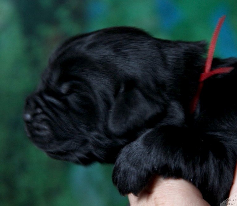 Фото: ньюфаундленд Vivienne Westwood Dinastiya Soverchenstva