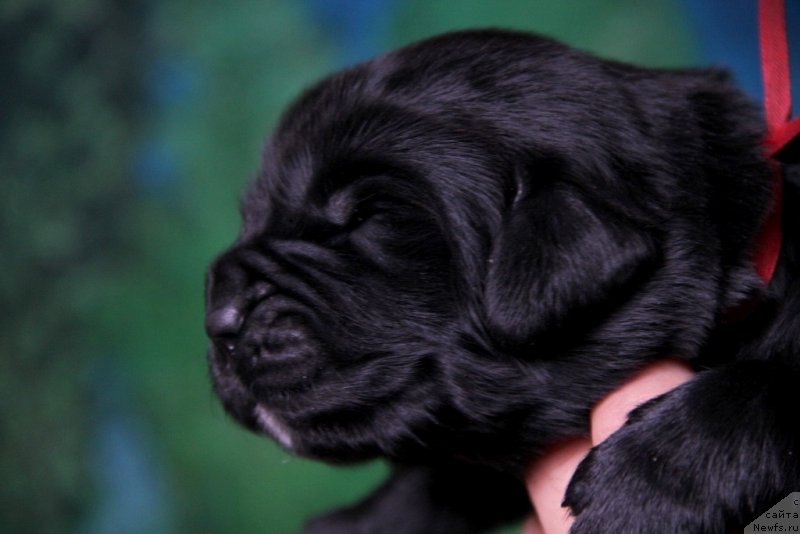 Фото: ньюфаундленд Vivienne Westwood Dinastiya Soverchenstva