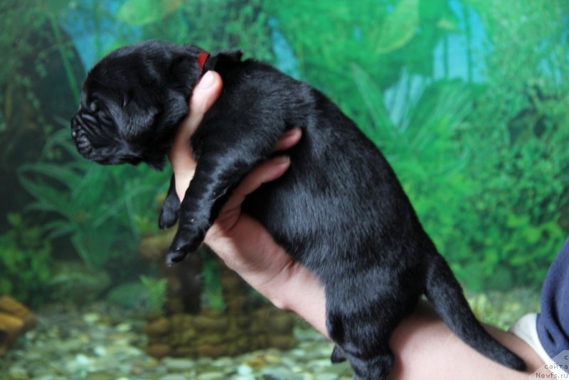 Фото: ньюфаундленд Vivienne Westwood Dinastiya Soverchenstva