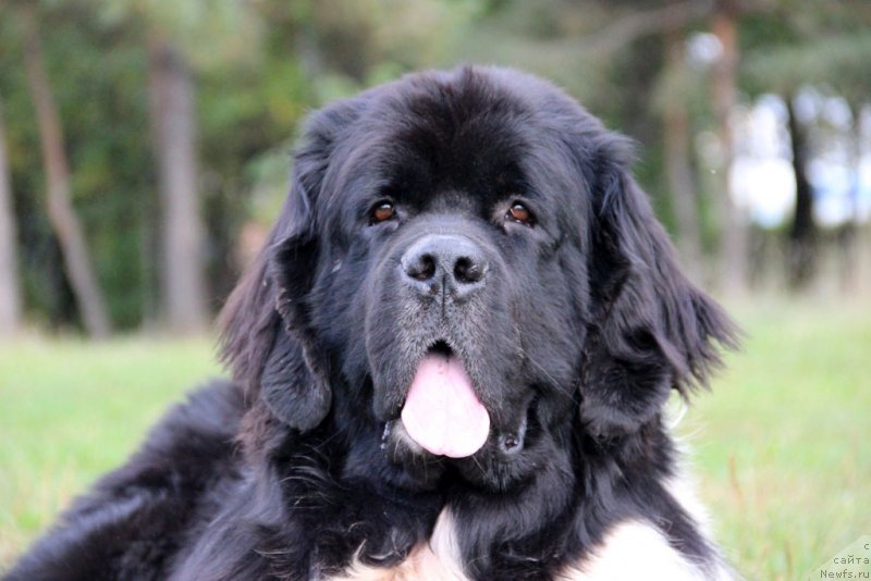 Фото: ньюфаундленд Старбимовлав Гардемарин