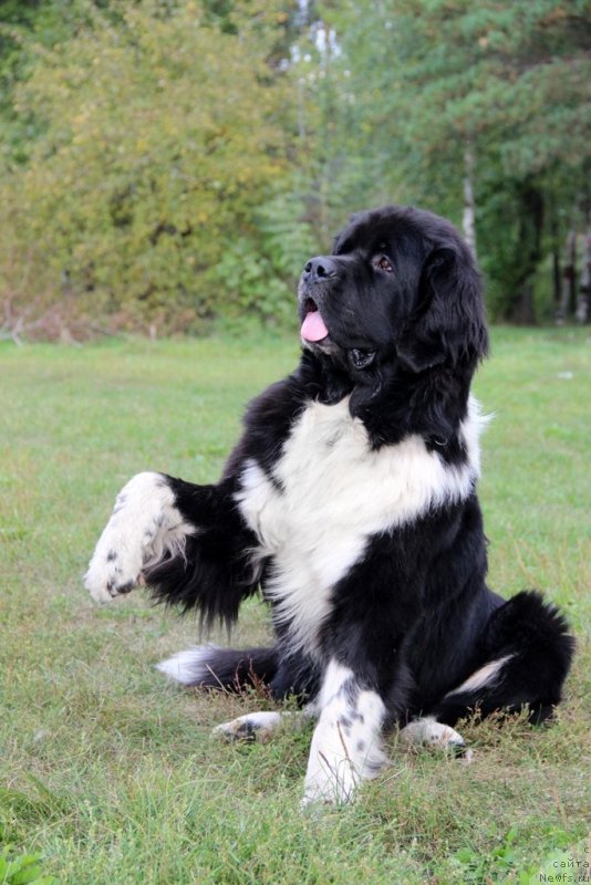 Фото: ньюфаундленд Старбимовлав Гардемарин