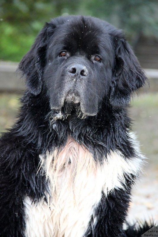 Фото: ньюфаундленд Старбимовлав Гардемарин