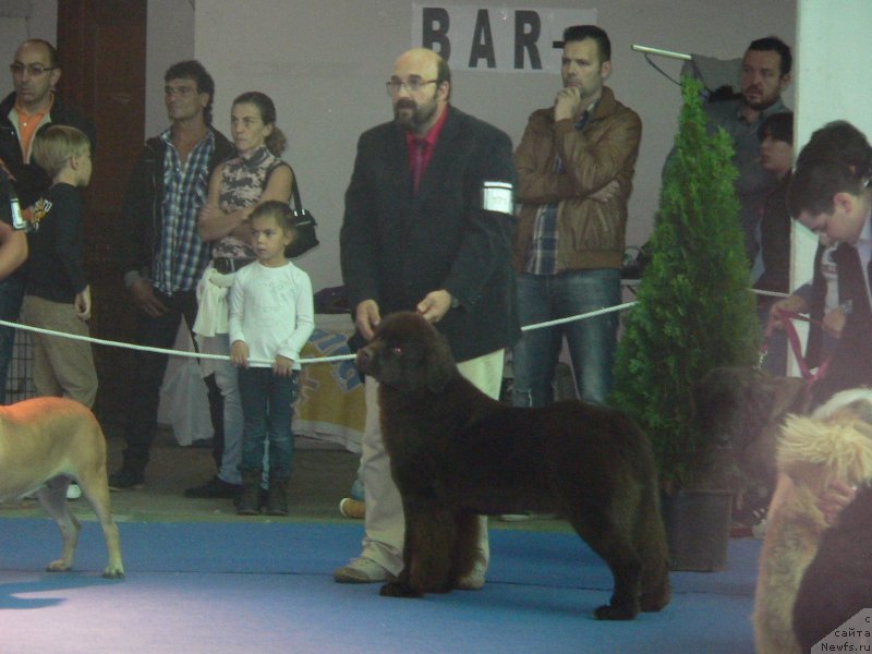 Фото: ньюфаундленд Акватория Келвин Хеппи Дель Валле Ларго (Aquatoriya Kelvin Happy Del Valle Largo)