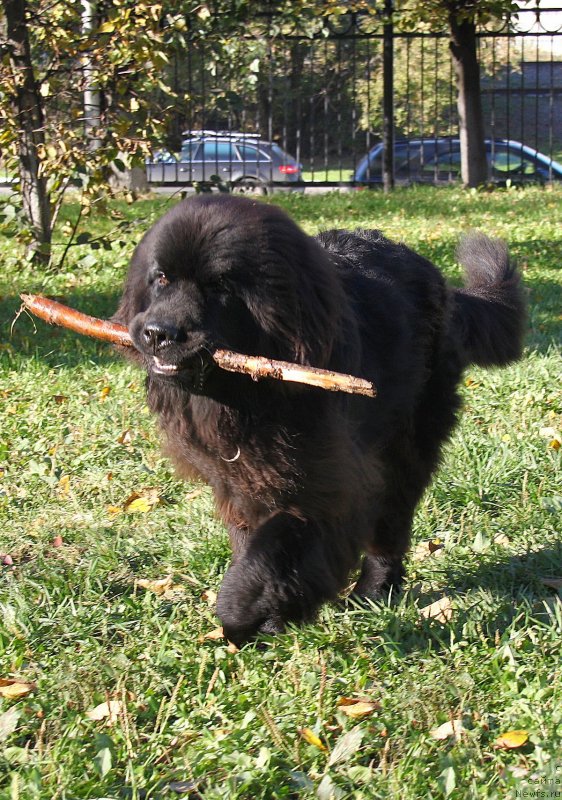 Фото: ньюфаундленд Фанньюф Граф Де Ла Фер