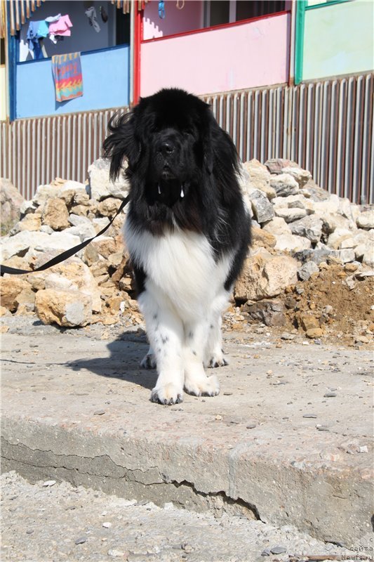 Фото: ньюфаундленд Черный Шарм Веллингтон