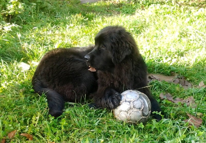 Фото: ньюфаундленд Фанньюф Жемапель Мадам Нуар (Funnewf Jemapel Madam Nuar)