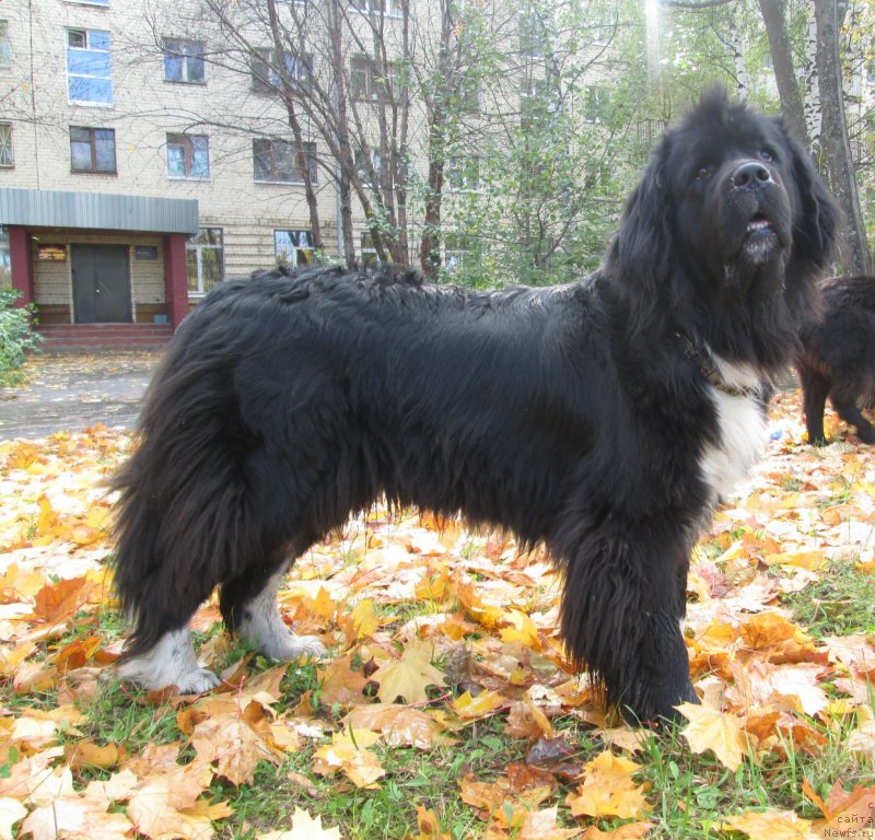 Фото: ньюфаундленд Овация Браво Бис