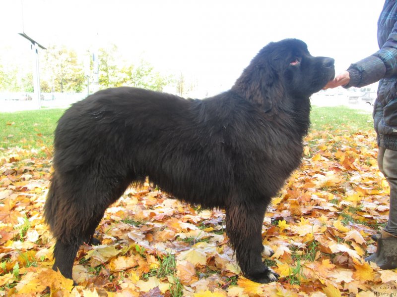 Фото: ньюфаундленд Старди Коллекшн Баловень