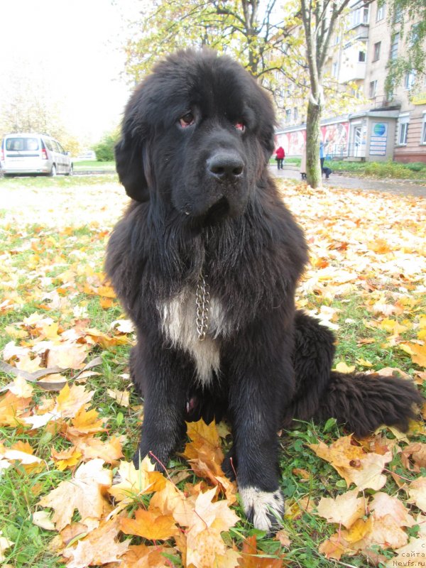 Фото: ньюфаундленд Старди Коллекшн Баловень