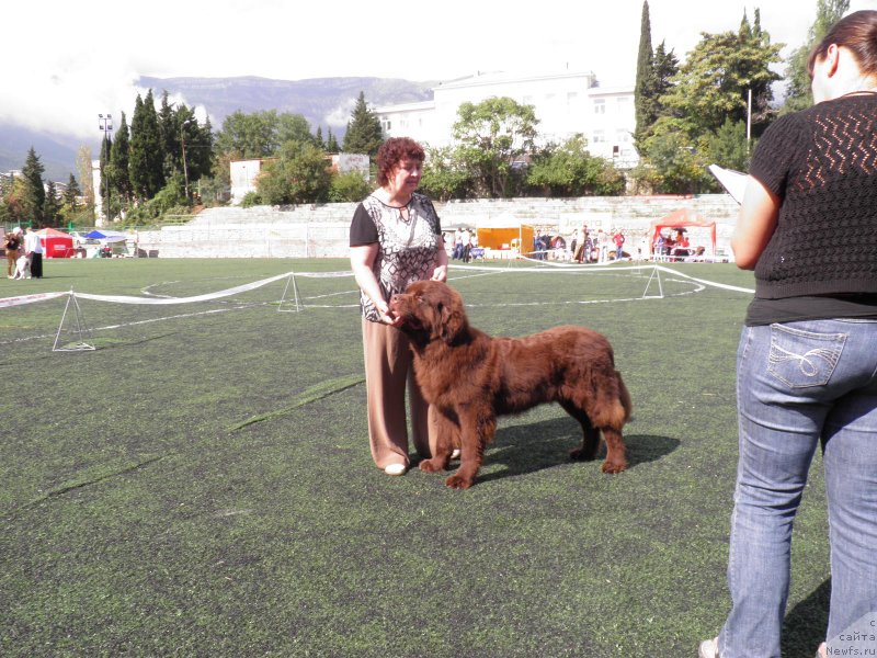 Фото: ньюфаундленд Чарли Де Бест Хелфи Пэл (Charli The Best Helfi Pel)