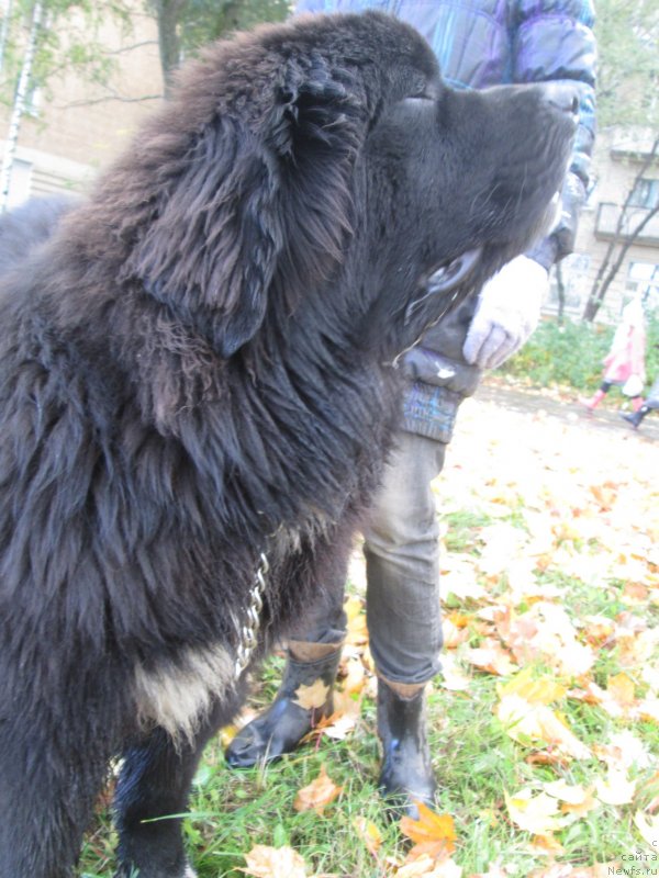 Фото: ньюфаундленд Старди Коллекшн Баловень