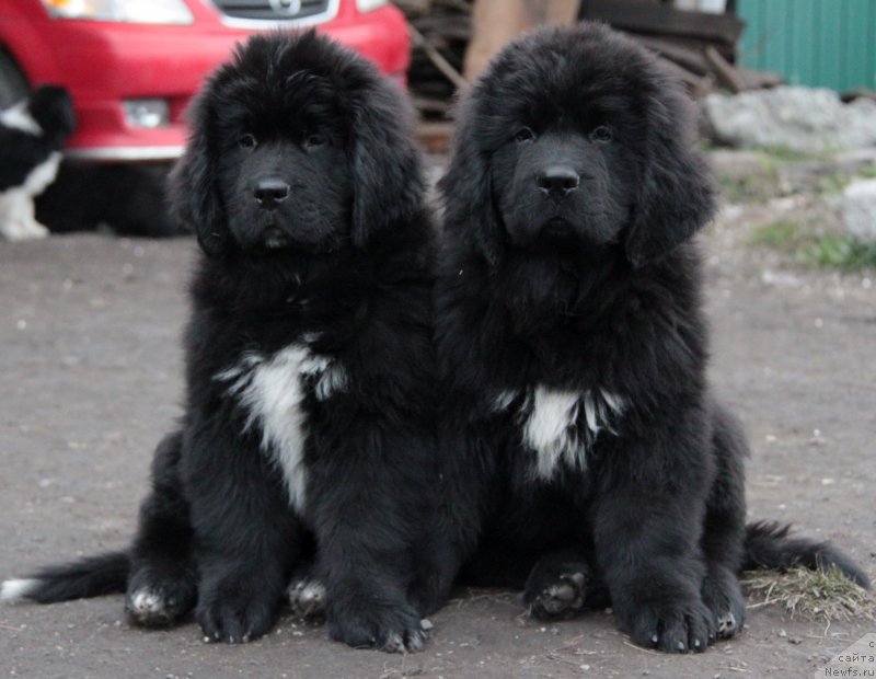 Фото: ньюфаундленд Аквиан Сонг Лаватера (Akvian Song Lavatera), ньюфаундленд Аквиан Сонг Ларс Бергер (Akvian Song Lars Berger)