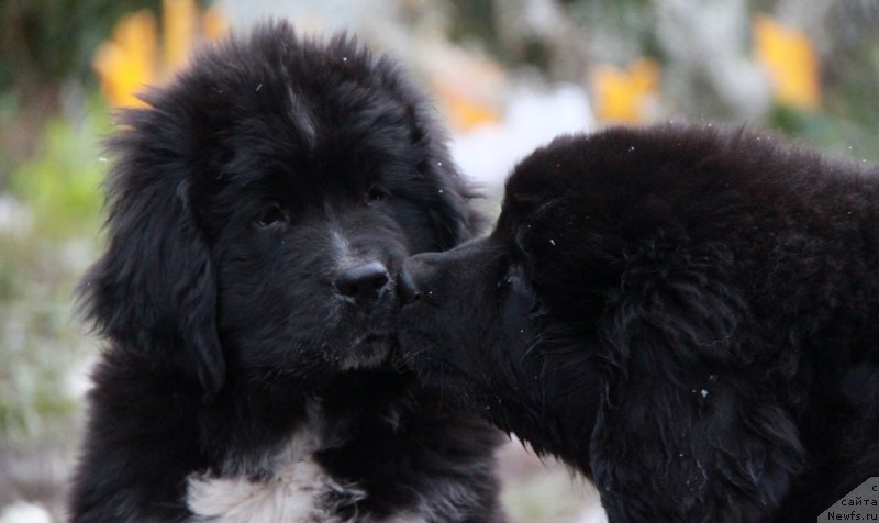 Фото: ньюфаундленд Аквиан Сонг Леди Ин Блэк, ньюфаундленд Аквиан Сонг Ларс Бергер (Akvian Song Lars Berger)