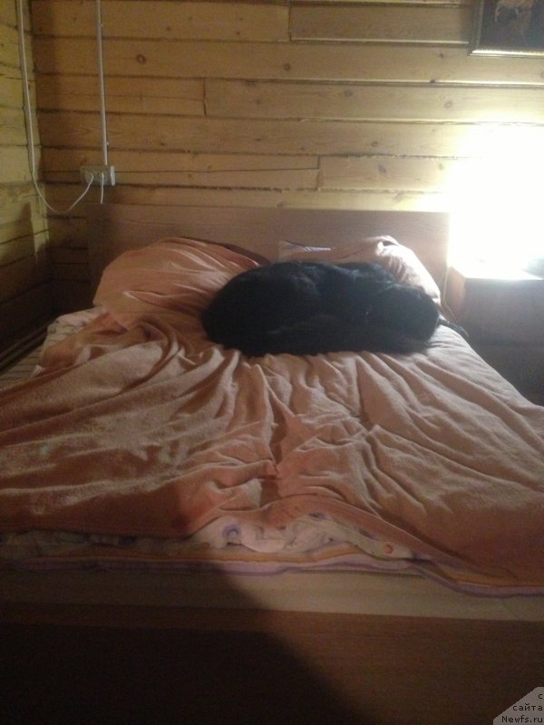 Фото: ньюфаундленд Бонни Флайт