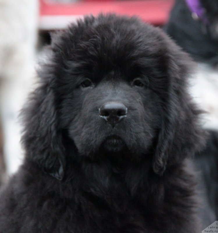 Фото: ньюфаундленд Аквиан Сонг Ларс Бергер (Akvian Song Lars Berger)