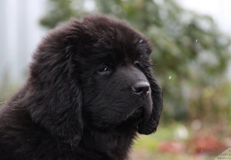 Фото: ньюфаундленд Аквиан Сонг Ларс Бергер (Akvian Song Lars Berger)