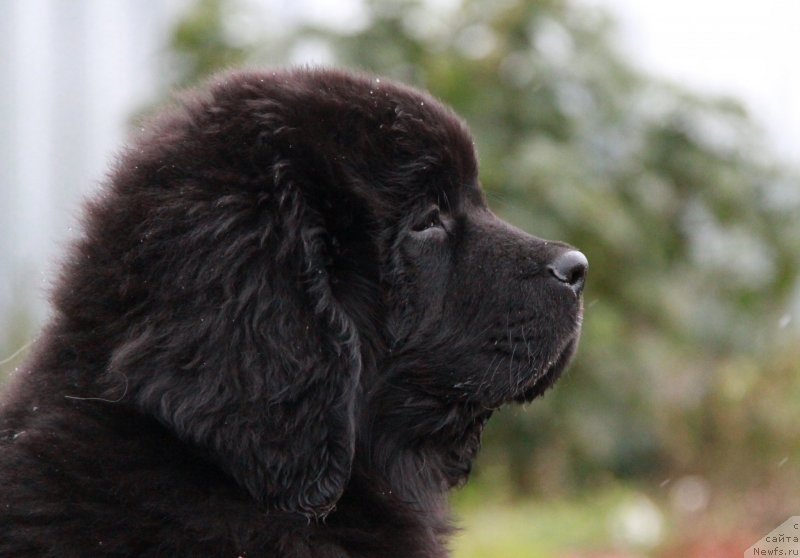 Фото: ньюфаундленд Аквиан Сонг Ларс Бергер (Akvian Song Lars Berger)