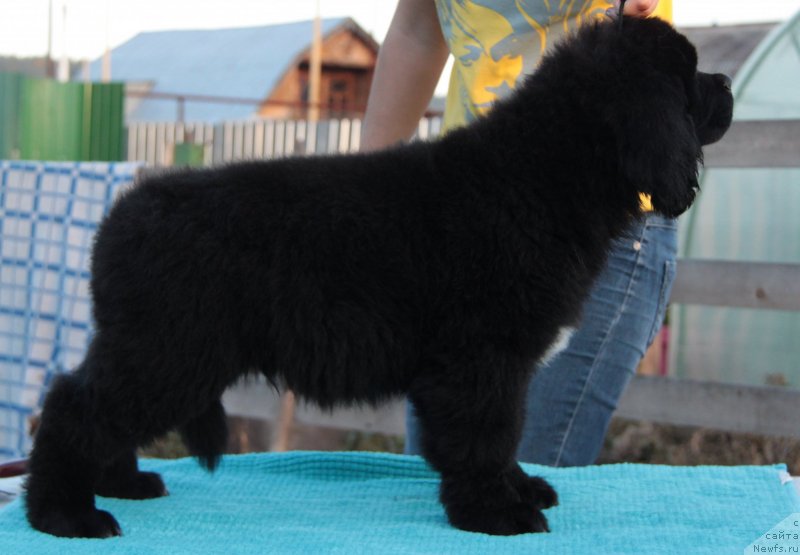 Фото: ньюфаундленд Аквиан Сонг Ларс Бергер (Akvian Song Lars Berger)