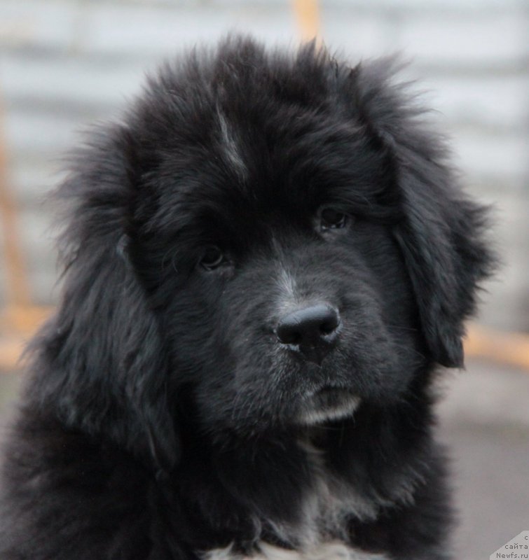 Фото: ньюфаундленд Аквиан Сонг Леди Ин Блэк