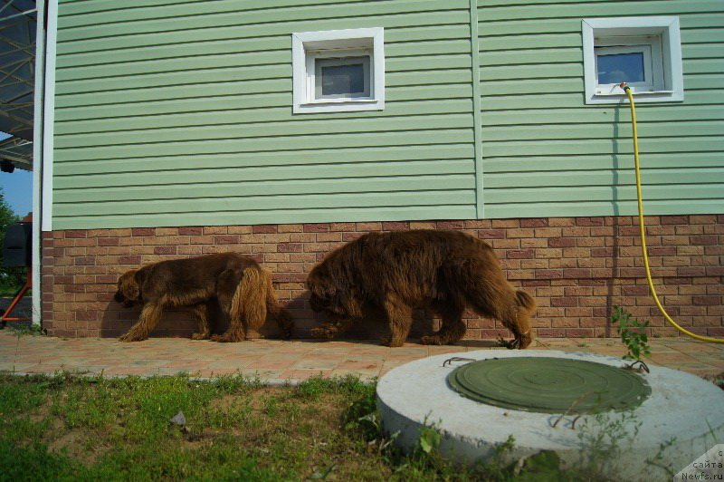 Фото: ньюфаундленд Aetna vom Riesrand, ньюфаундленд Хаппинесс Лонг-Аваитед с Берега Дона (Happyness Long-Awaited s Berega Dona)