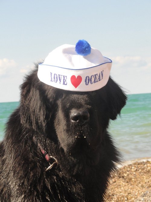 Фото: ньюфаундленд Бегущая по Волнам Вся Такая Растакая (Beguschaya po Volnam Vsya Takaya Rastakaya)