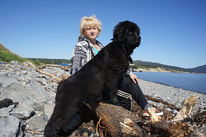 Фото: ньюфаундленд Честолюбивая Чик с Берега Дона (Chistolybivaya Chic s Berega Dona), Евгения Зинова