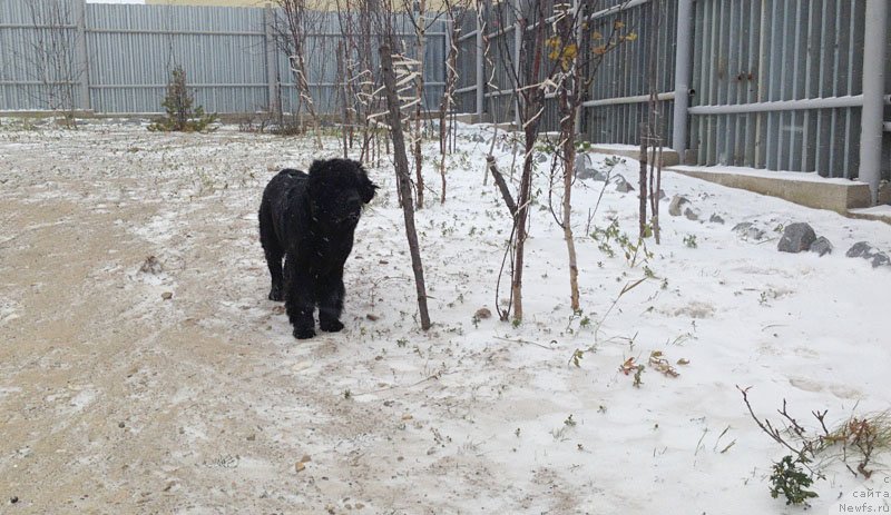 Фото: ньюфаундленд Честолюбивая Чик с Берега Дона (Chistolybivaya Chic s Berega Dona)