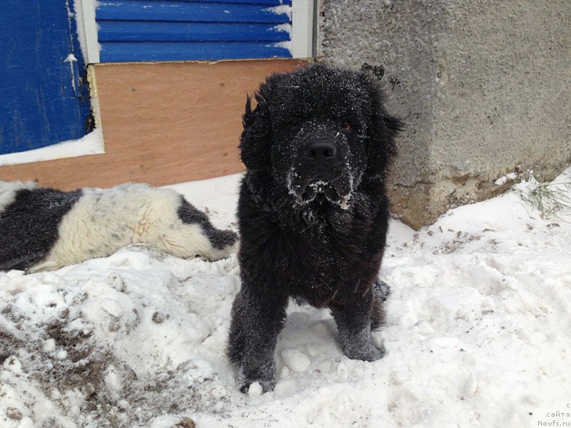 Фото: ньюфаундленд Честолюбивая Чик с Берега Дона (Chistolybivaya Chic s Berega Dona)
