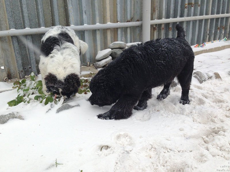 Фото: ньюфаундленд Честолюбивая Чик с Берега Дона (Chistolybivaya Chic s Berega Dona)
