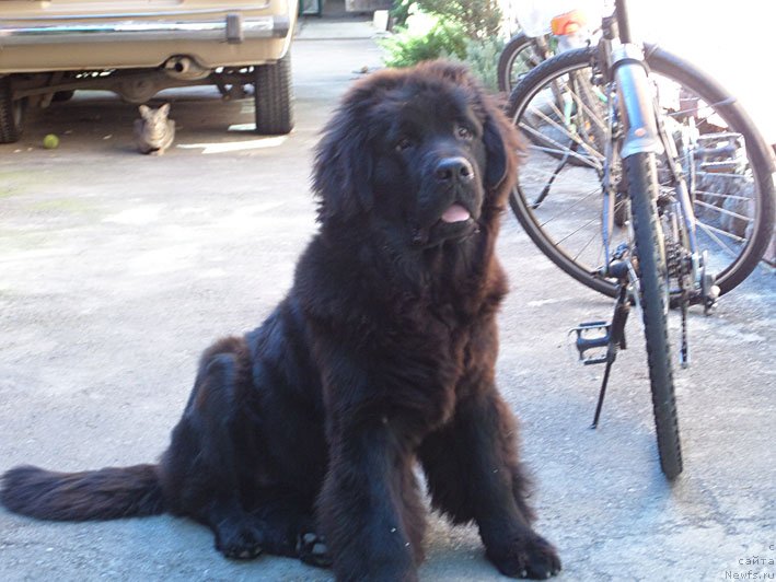 Фото: ньюфаундленд Чрезвычайная Чайн с Берега Дона (Chrezvychaynaya Chayn s Berega Dona)