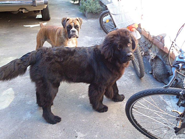 Фото: ньюфаундленд Чрезвычайная Чайн с Берега Дона (Chrezvychaynaya Chayn s Berega Dona)