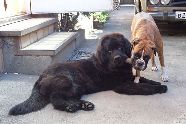 Фото: ньюфаундленд Чрезвычайная Чайн с Берега Дона (Chrezvychaynaya Chayn s Berega Dona)