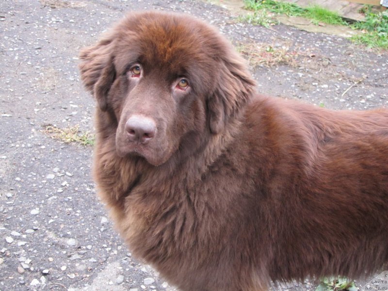 Фото: ньюфаундленд Сверкающая Гора Машаме (Sverkayuzhaya Gora Mashame)