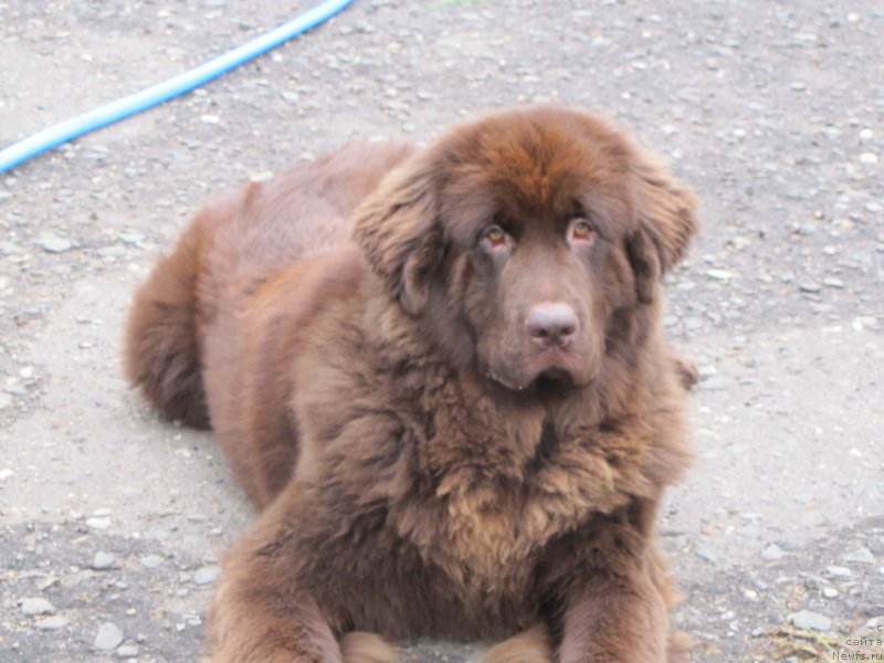 Фото: ньюфаундленд Сверкающая Гора Машаме (Sverkayuzhaya Gora Mashame)