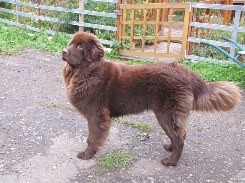 Фото: ньюфаундленд Сверкающая Гора Машаме (Sverkayuzhaya Gora Mashame)