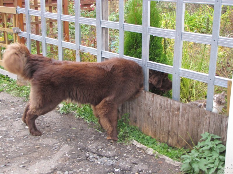 Фото: ньюфаундленд Сверкающая Гора Машаме (Sverkayuzhaya Gora Mashame)