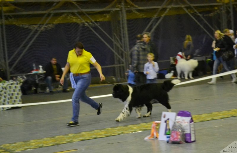 Фото: ньюфаундленд Сент Джонс Гламур Леди (Sent Djons Glamour Lady)