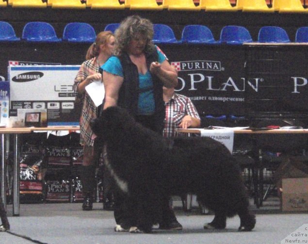 Фото: ньюфаундленд Promise To Love Midnight Bear, Ирина Панюшкина