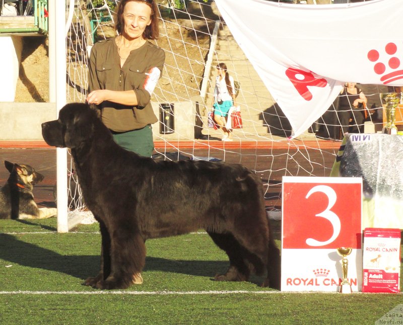Фото: ньюфаундленд Бегущая по Волнам Харизма (Beguschaya po Volnam Harizma)