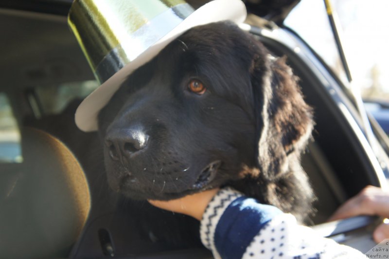 Фотография № 135768