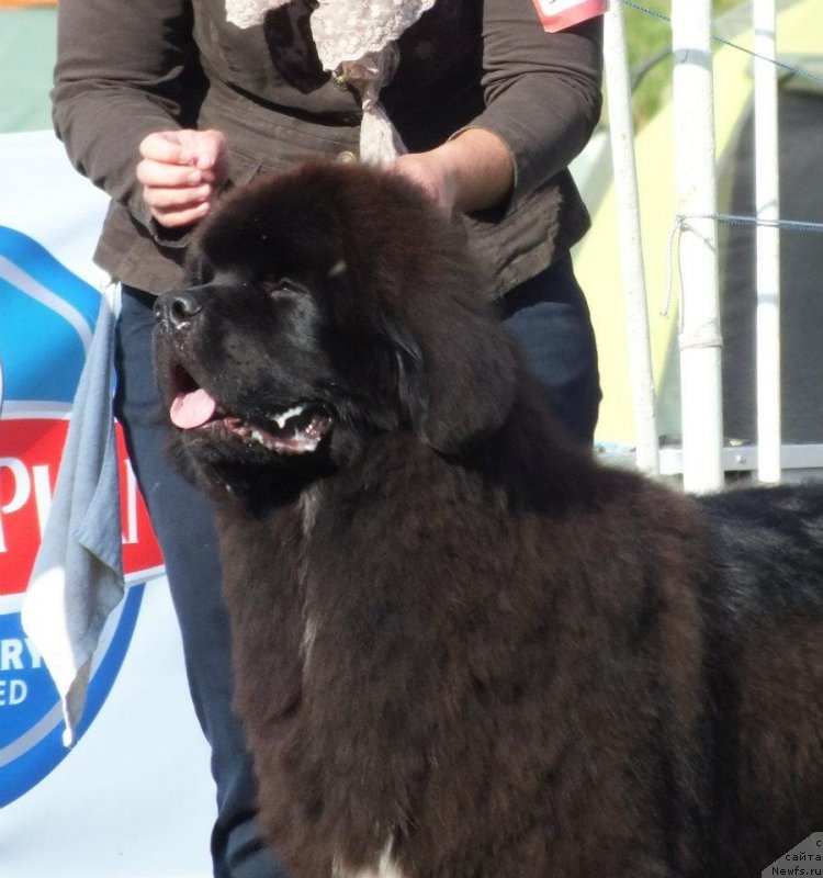 Фото: ньюфаундленд Likefather Like Son Midnight Bear, Анастасия Заливако