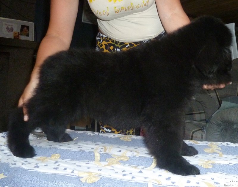 Фото: ньюфаундленд Супер Премиум Нонпарель