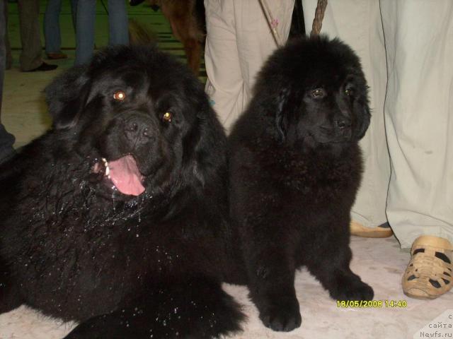 Фото: ньюфаундленд Тэссэр Таф, ньюфаундленд К-Леди Тиамо (K-Ledy Tiamo)