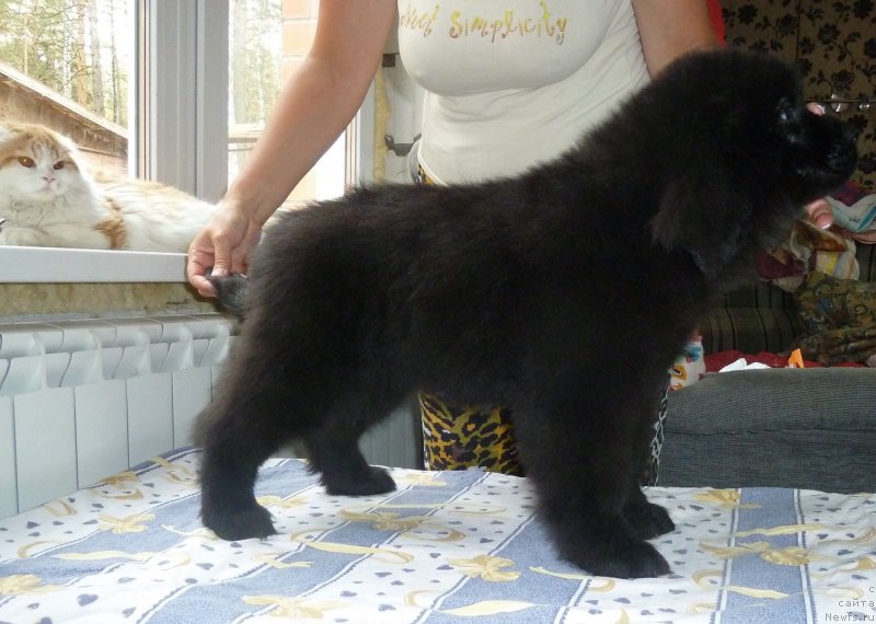 Фото: ньюфаундленд Супер Премиум Номинация