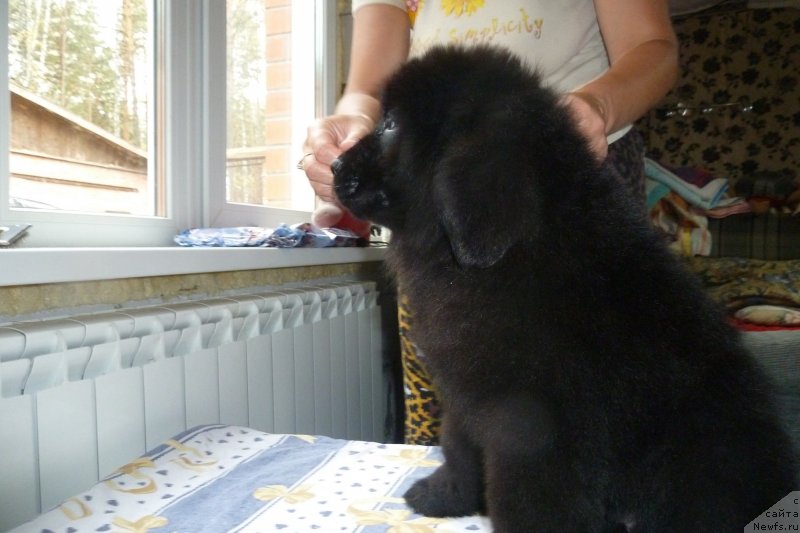 Фото: ньюфаундленд Супер Премиум Номинация