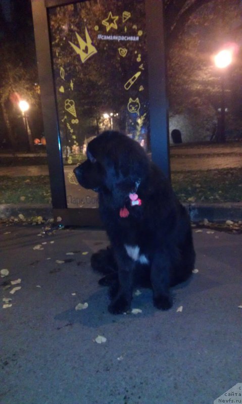 Фото: ньюфаундленд Сент Джонс Гвендолин Глориус Гарден